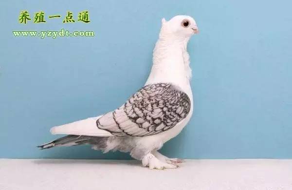 观赏鸽养殖赚钱吗,观赏鸽养殖市场前景分析