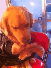 云阳人是什么,云阳人特点