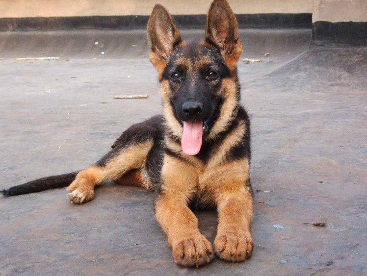 东德牧羊犬和德国牧羊犬有区别吗,牧羊犬详细介绍