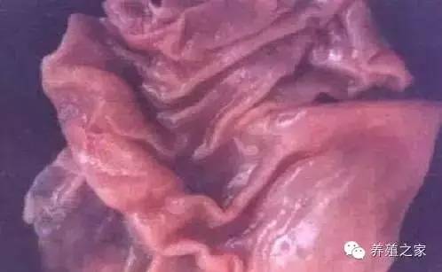 最全羊寄生虫病图谱及治疗处方（珍藏版）？