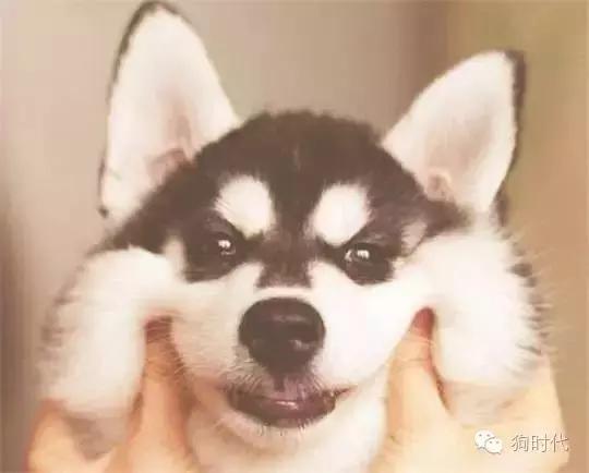 养哈士奇是什么心理,养只哈士奇的真实感受