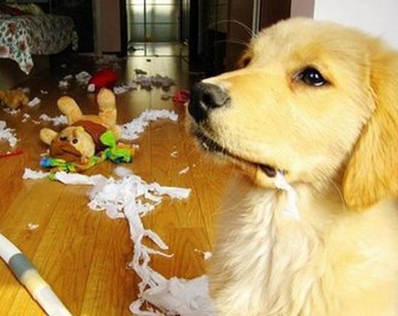 狗狗怎么吃纸巾,狗为什么只吃纸不吃狗粮