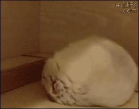 内德看英超微博,内德专栏新赛季看曼联什么