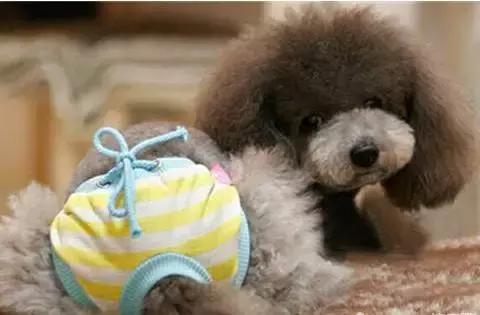 宠物狗每个月都要来大姨妈吗,宠物狗来大姨妈要注意什么