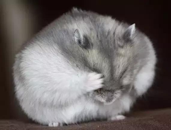 学生党仓鼠推荐,小仓鼠的小秘密