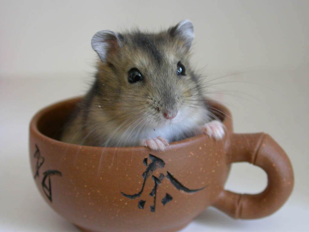 适合学生党的可爱活泼小仓鼠,学生党的小型仓鼠10元