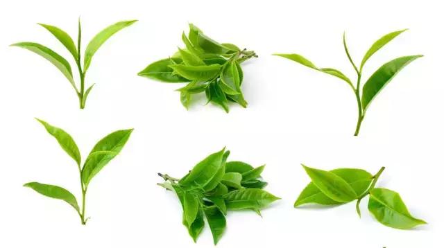 澳洲星期四农庄茶树祛痘凝胶,这次海洋世界之旅收获到什么