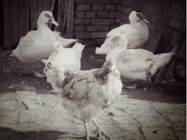 死了三年的塾师居然还在教书，这位夏大先生执念太深