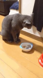 学生党仓鼠推荐,小仓鼠的小秘密