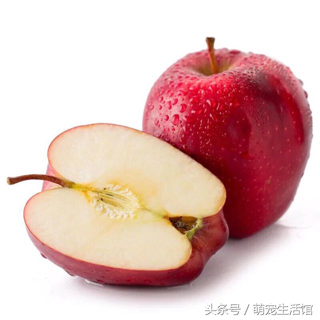 金丝熊日常需要准备的药物,仓鼠金丝熊适用的药品