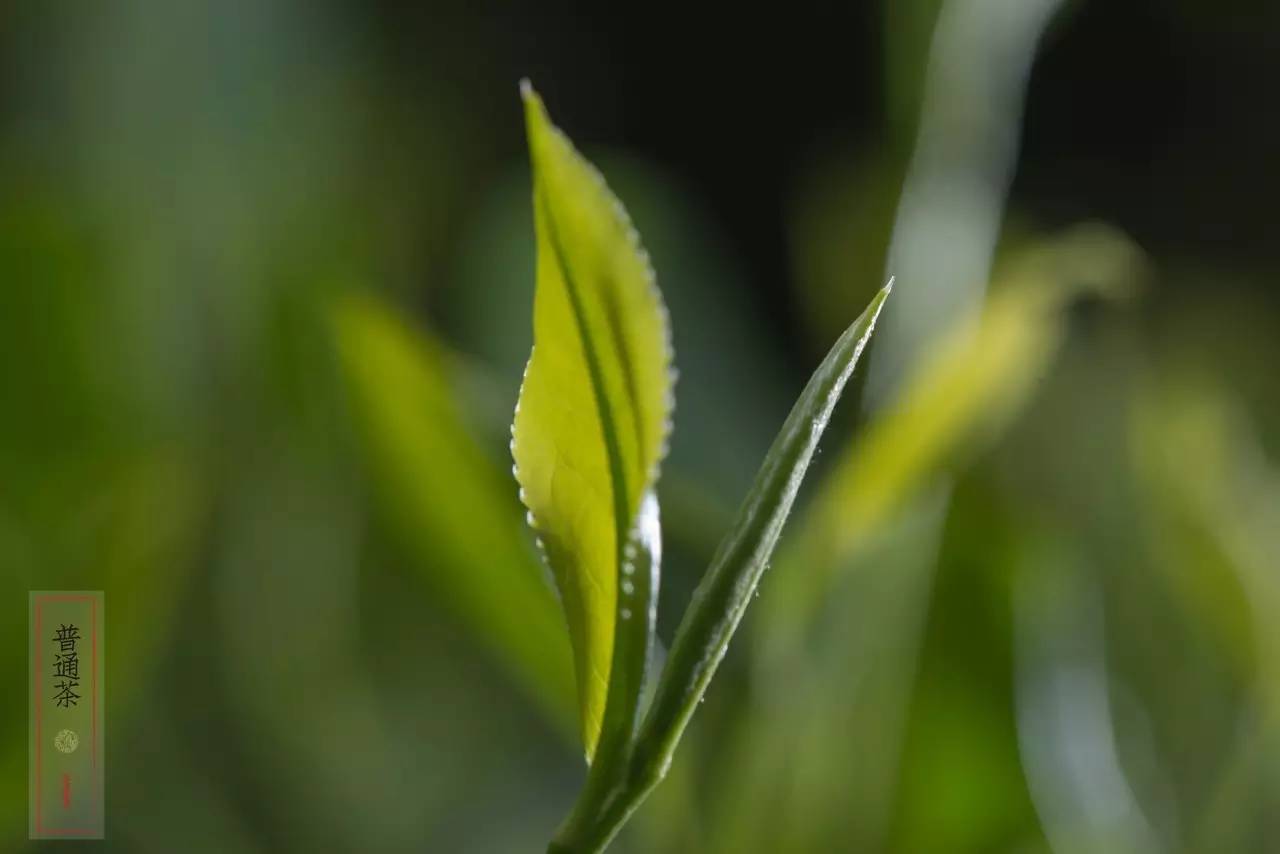 李明青藏特产,李明普洱茶