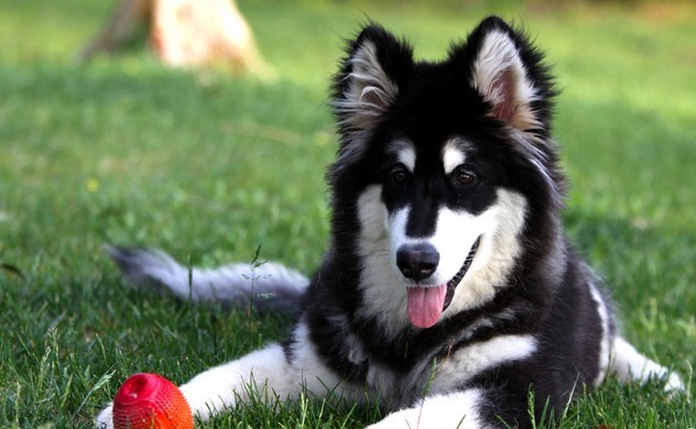 各个国家的土狗图片,20个国家土狗图片