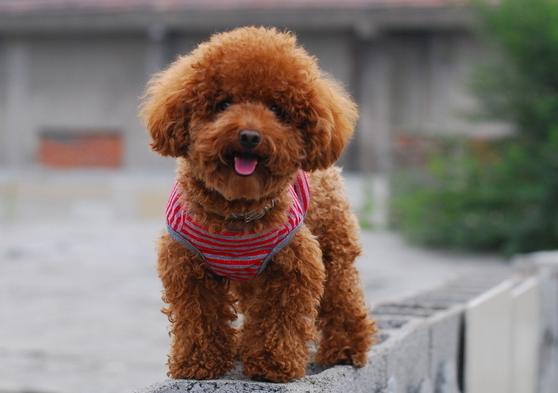 泰迪容易得皮肤病吗,泰迪得了皮肤病可以用艾叶洗澡吗