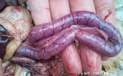 水产养殖鱼肠炎病的治疗方案,水产养殖鱼肠炎