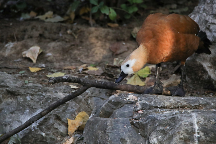 腾龙150-600g2镜头防抖模式详解,腾龙150-600镜头固件升级