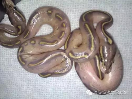 球蟒基因组合大全,球蟒基因品系图鉴下载