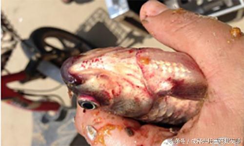 草鱼病毒性出血病死亡数量的变化,草鱼病毒性出血病用什么药好