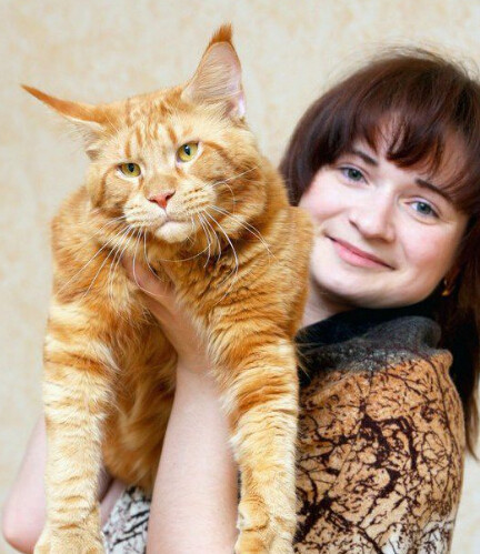 缅因库恩猫白色,缅因库恩猫很少人养