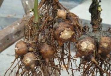 中药知识必学牡蛎,中药知识必学泽兰