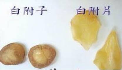 中药附子使用歌诀,每日一味中药附子