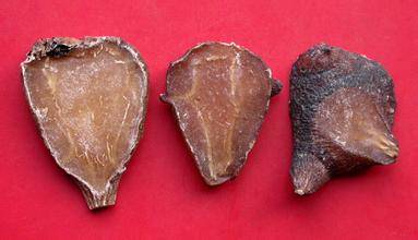 中药附子使用歌诀,每日一味中药附子