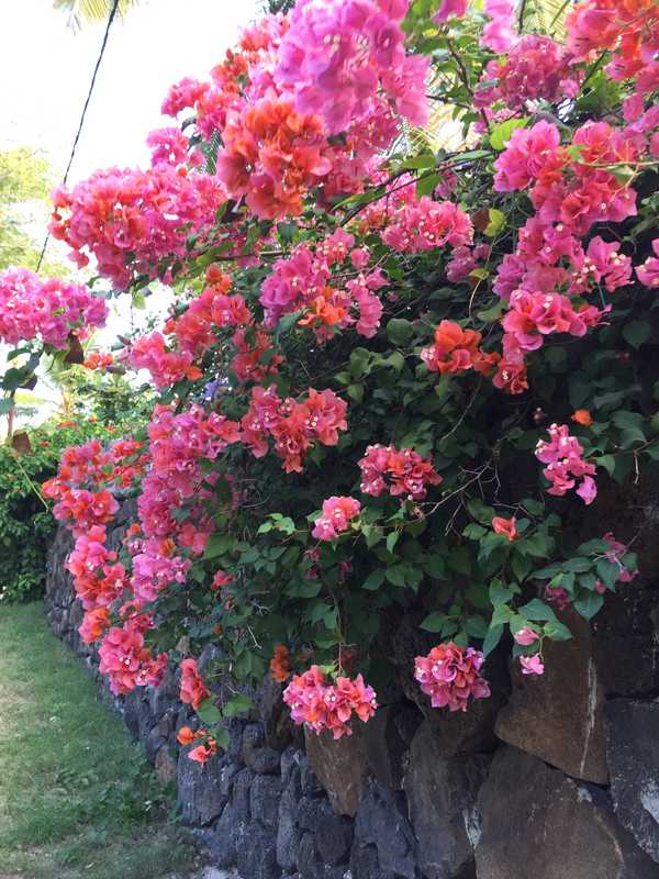 毛里求斯海之旅,毛里求斯惬意旅行