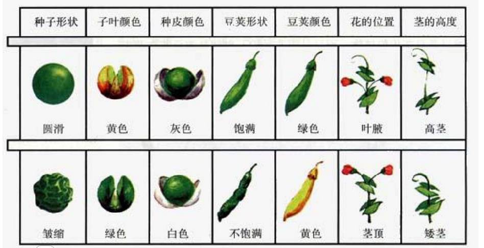 王宝强做亲子鉴定是真的还是假的,王宝强的孩子亲子鉴定是自己的吗