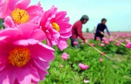 安徽车牌曝光,安徽车牌号上有什么