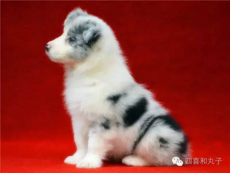 一梦谈狗l边牧的脸怎样比较美？