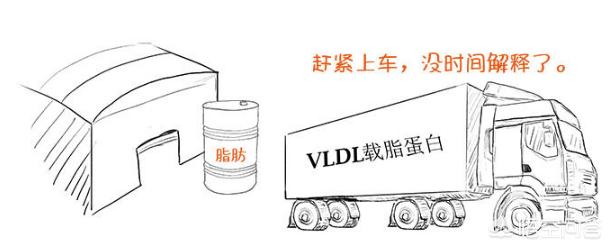 脂肪肝不干预后果严重,脂肪肝不要紧吧