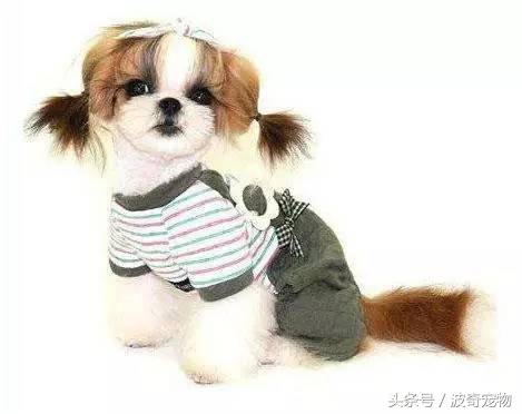 狗狗品种大全图片及简介,狗狗的所有类型品种大全介绍