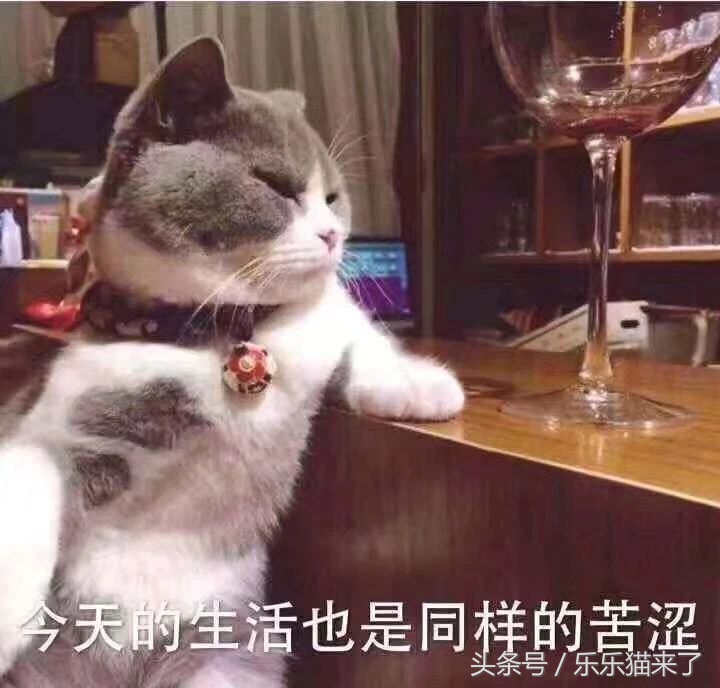 为什么我家猫咪不爱吃好主人猫粮,猫猫为什么不喜欢吃猫粮