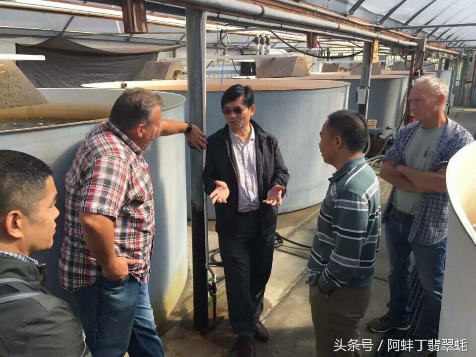 阿蚌丁牡蛎片怎么样,阿蚌丁