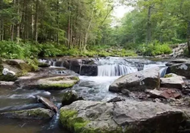 仙女山国家森林公园最美景色,仙峰国家森林公园千年红豆杉景区