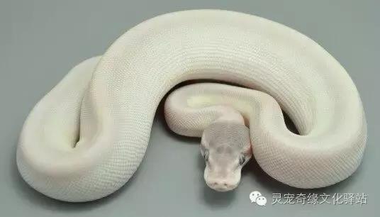 球蟒基因图鉴入门,球蟒基因品系大全