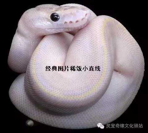 球蟒基因图鉴入门,球蟒基因品系大全