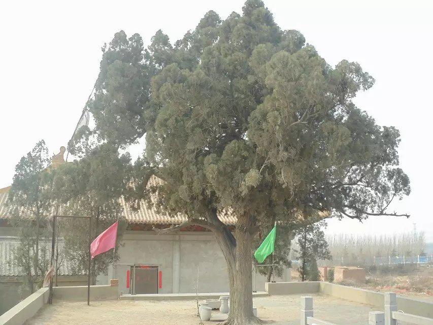 河南千年以上的古树在哪里,安阳十大奇特古树