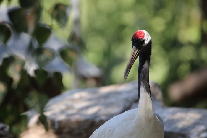 腾龙150-600g2镜头防抖模式详解,腾龙150-600镜头固件升级