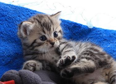 宠物猫名字视频,宠物猫名字中文