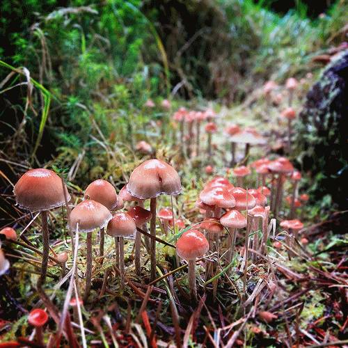 野生蘑菇是侧耳还是平菇,野生蘑菇黑的好还是白的好