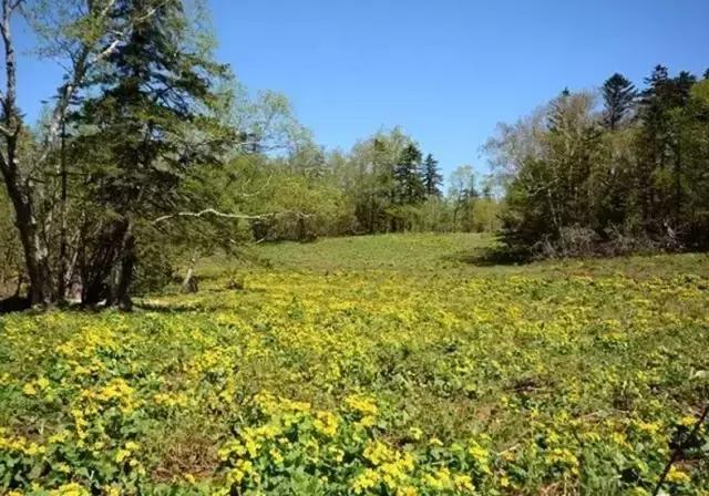 仙女山国家森林公园最美景色,仙峰国家森林公园千年红豆杉景区