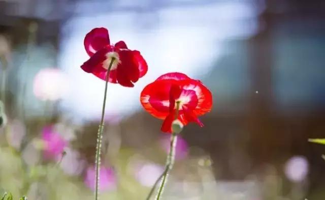 游玩情报站,旅途最新情报