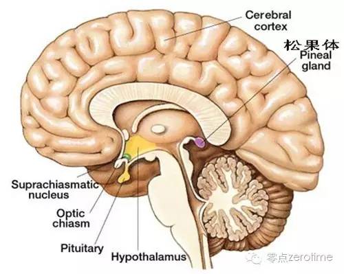 失眠和吃褪黑素哪个危害大,褪黑素药对睡眠有帮助吗