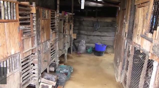 猫屎咖啡真相大揭秘,猫屎咖啡的真实生活