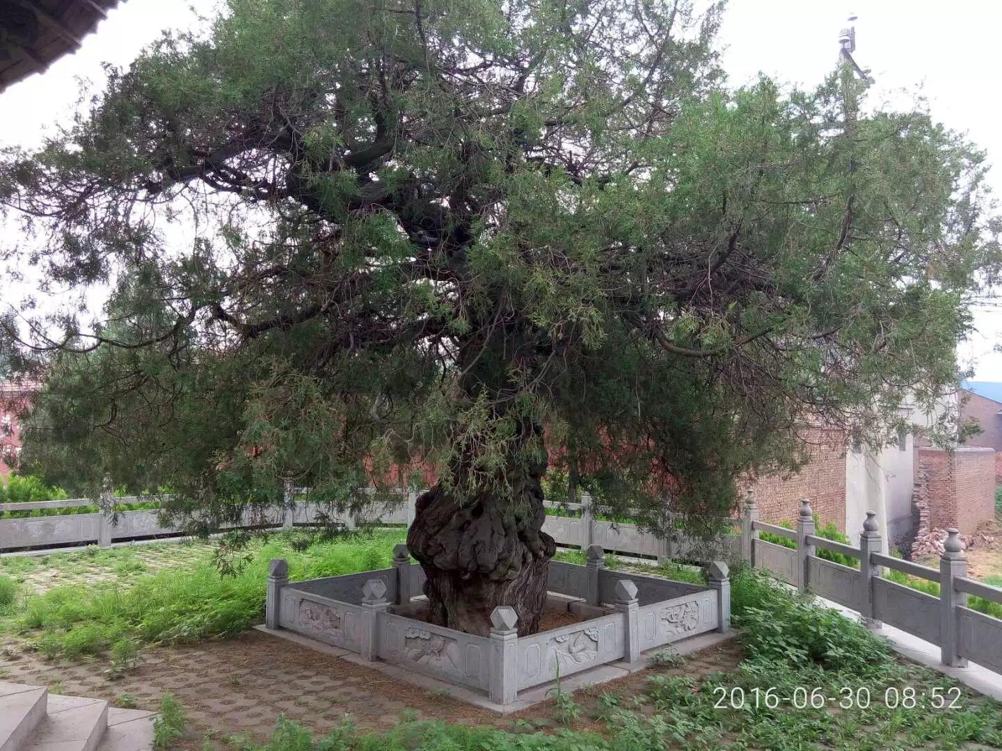 河南千年以上的古树在哪里,安阳十大奇特古树