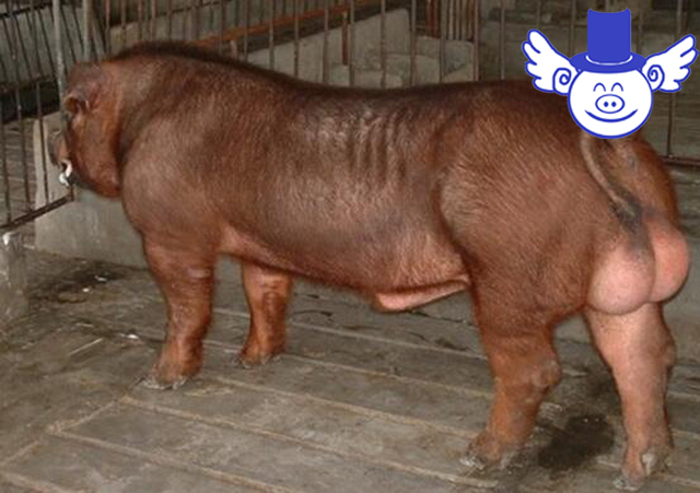 母猪找什么公猪好,几头母猪需要一头公猪