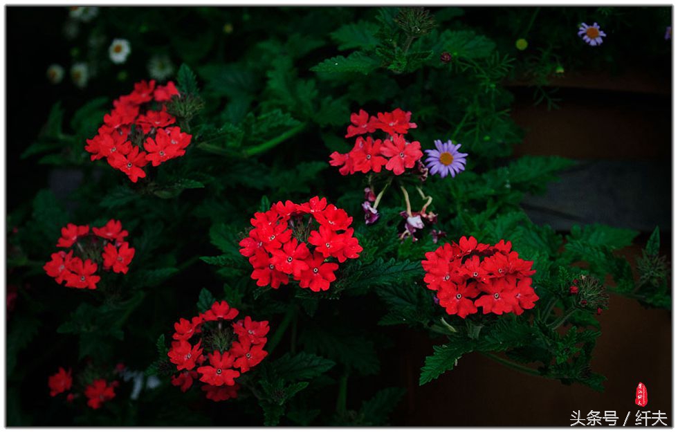 姹紫嫣红入夏来,姹紫嫣红等你来