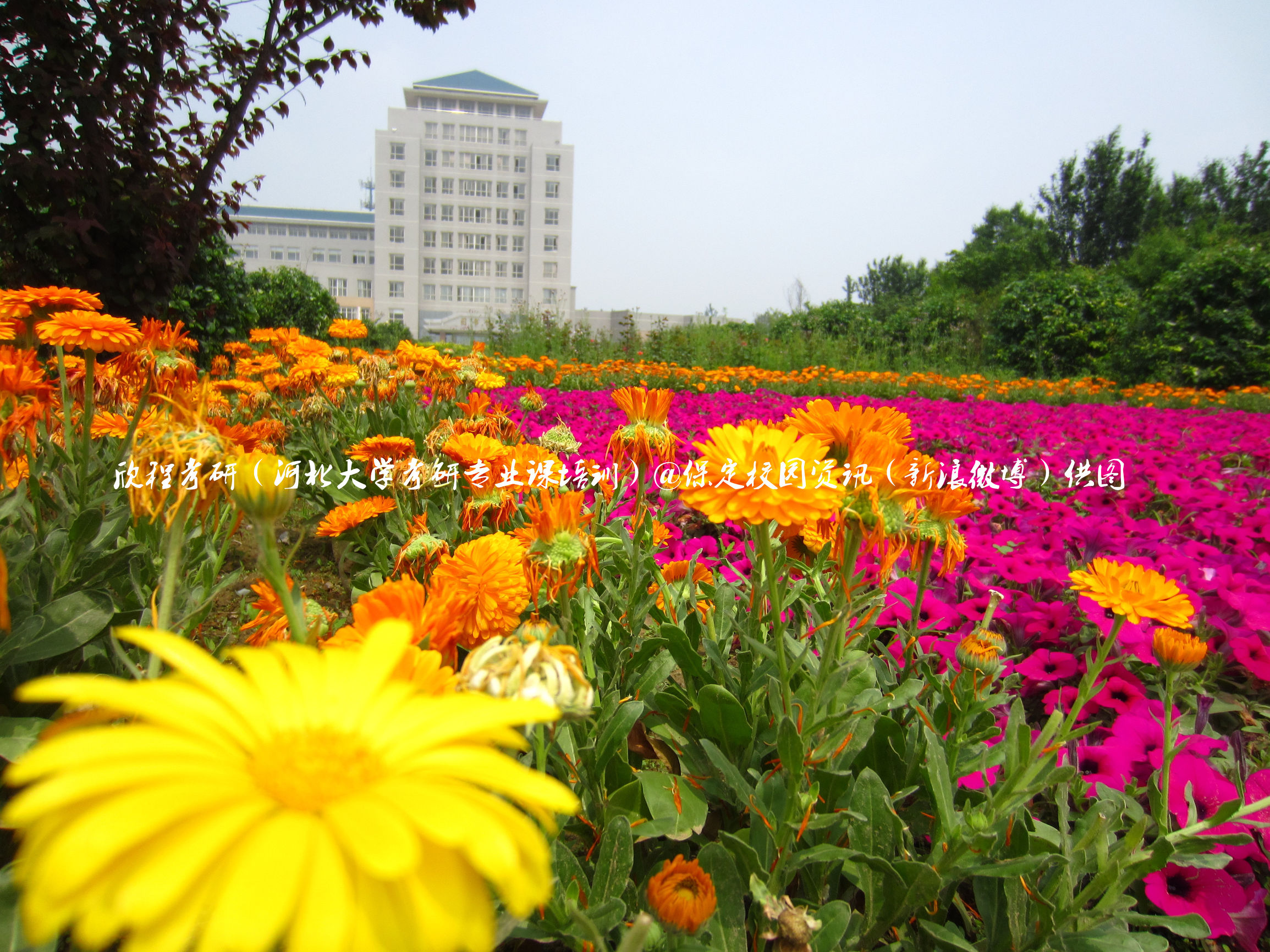 最美校园保定学院,河北最美的学院