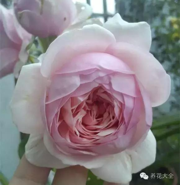 冰淇淋月季快开花的样子 (夏花标准的月季)