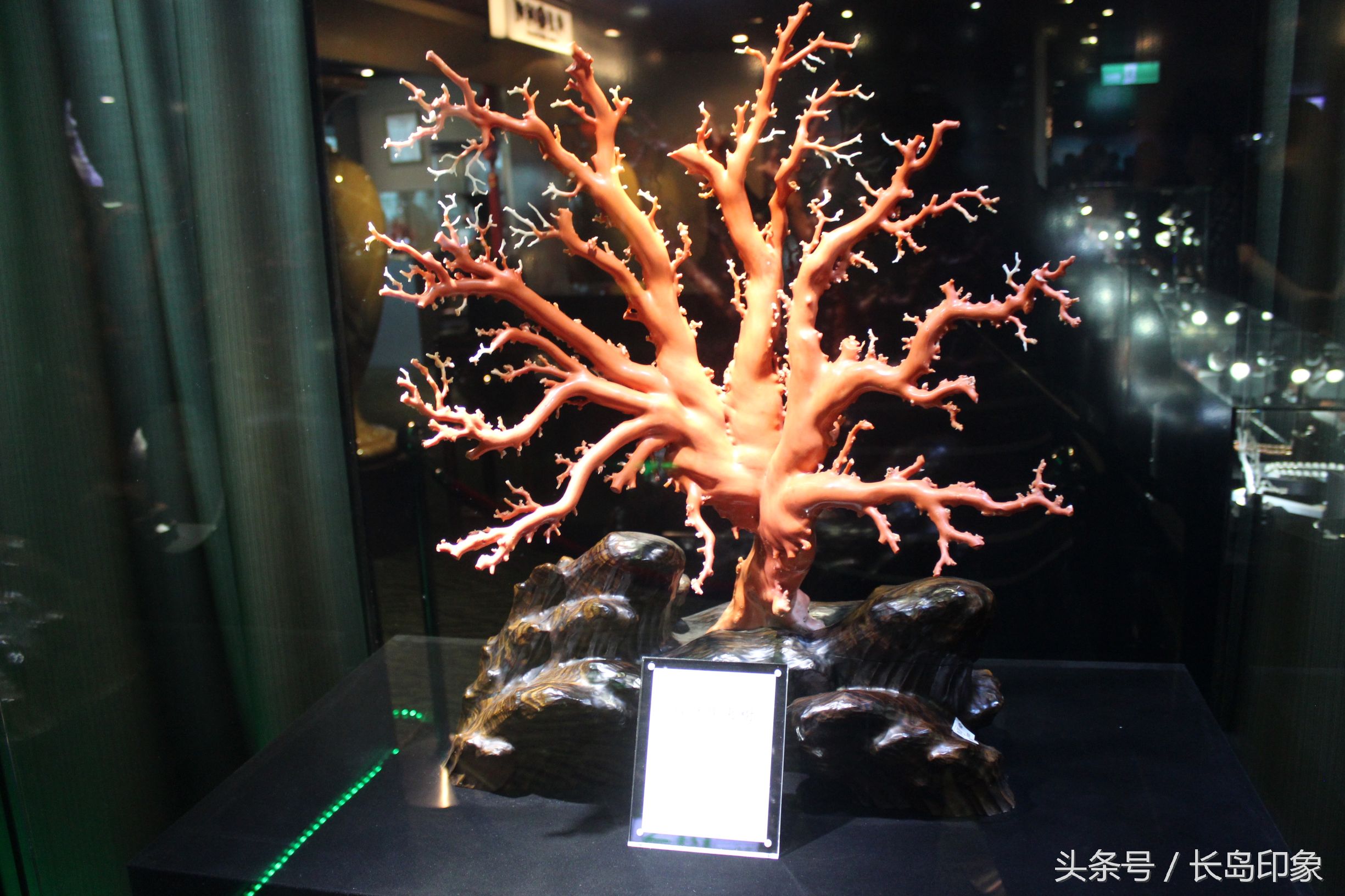 红珊瑚台湾寓意,台湾红珊瑚和日本红珊瑚的区别